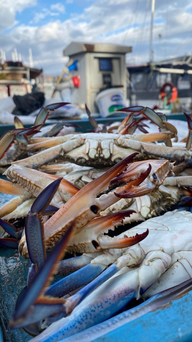 Mersea Media Archive 4