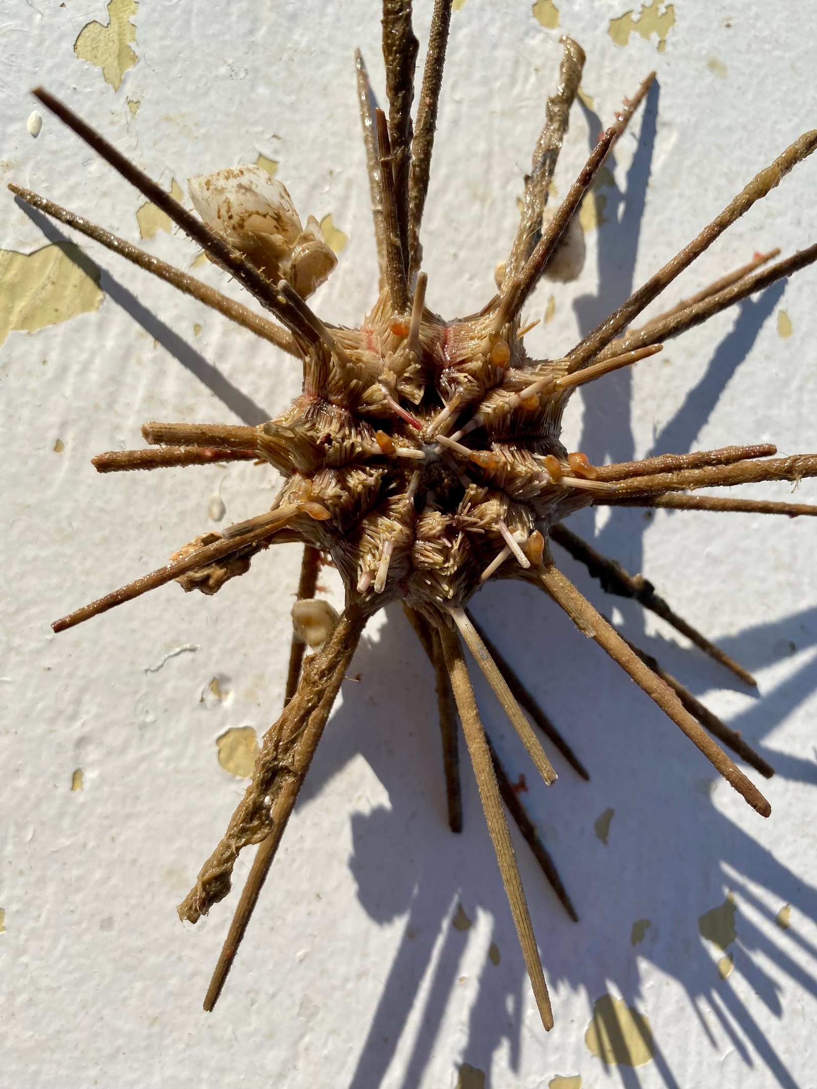 Mersea Media Archive 22