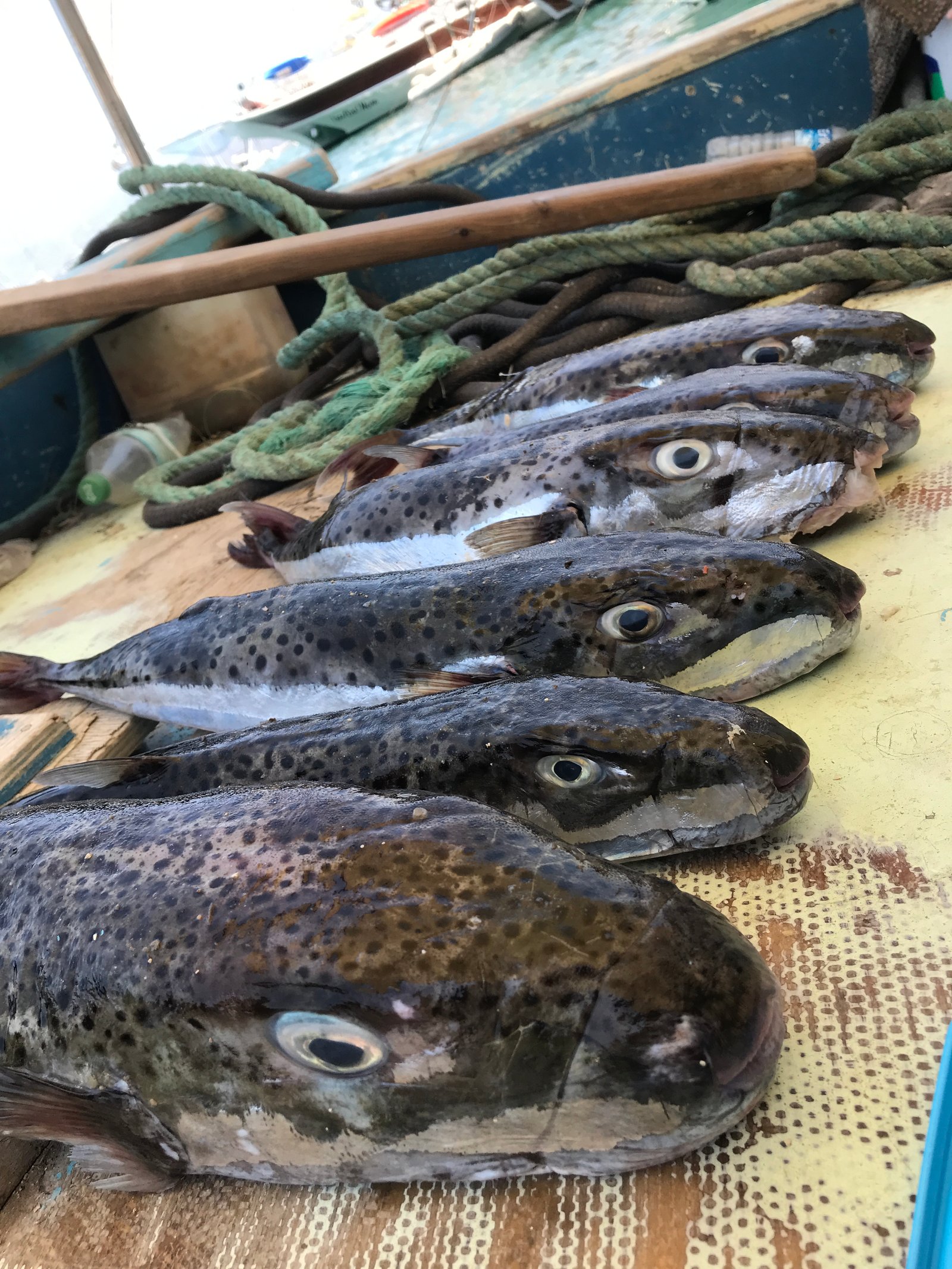 Mersea Media Archive 28