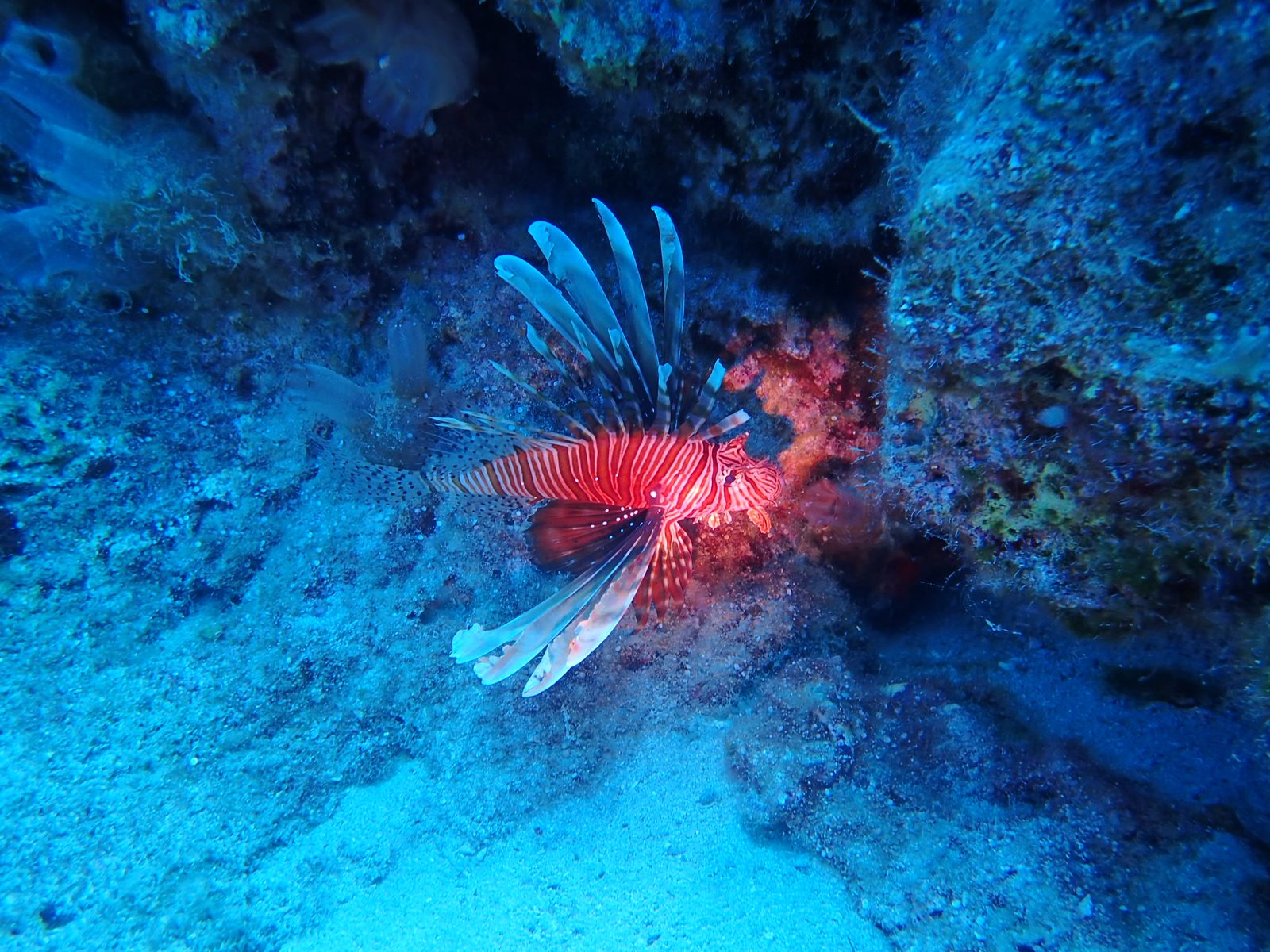 Mersea Media Archive 46