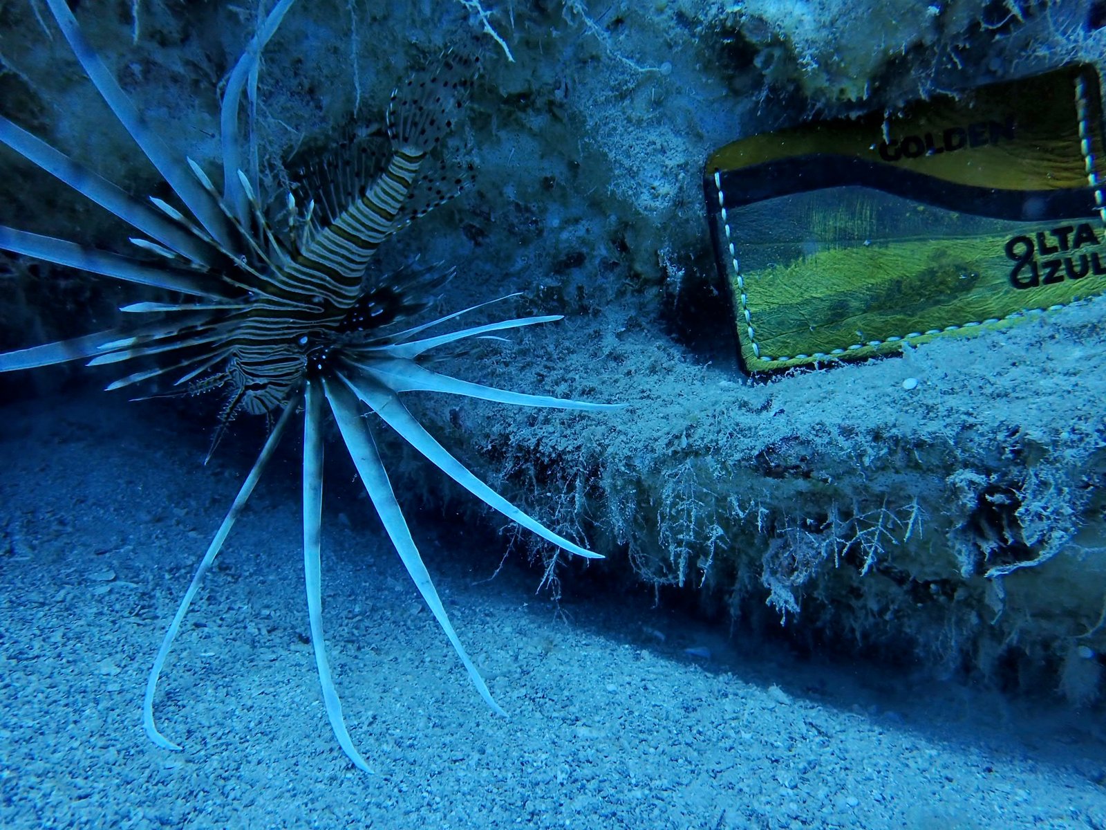 Mersea Media Archive 47