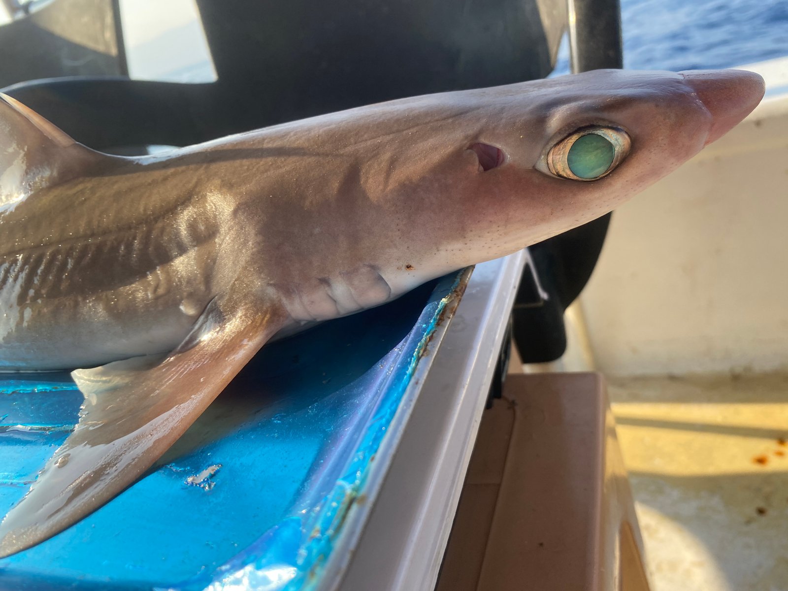 Mersea Media Archive 69