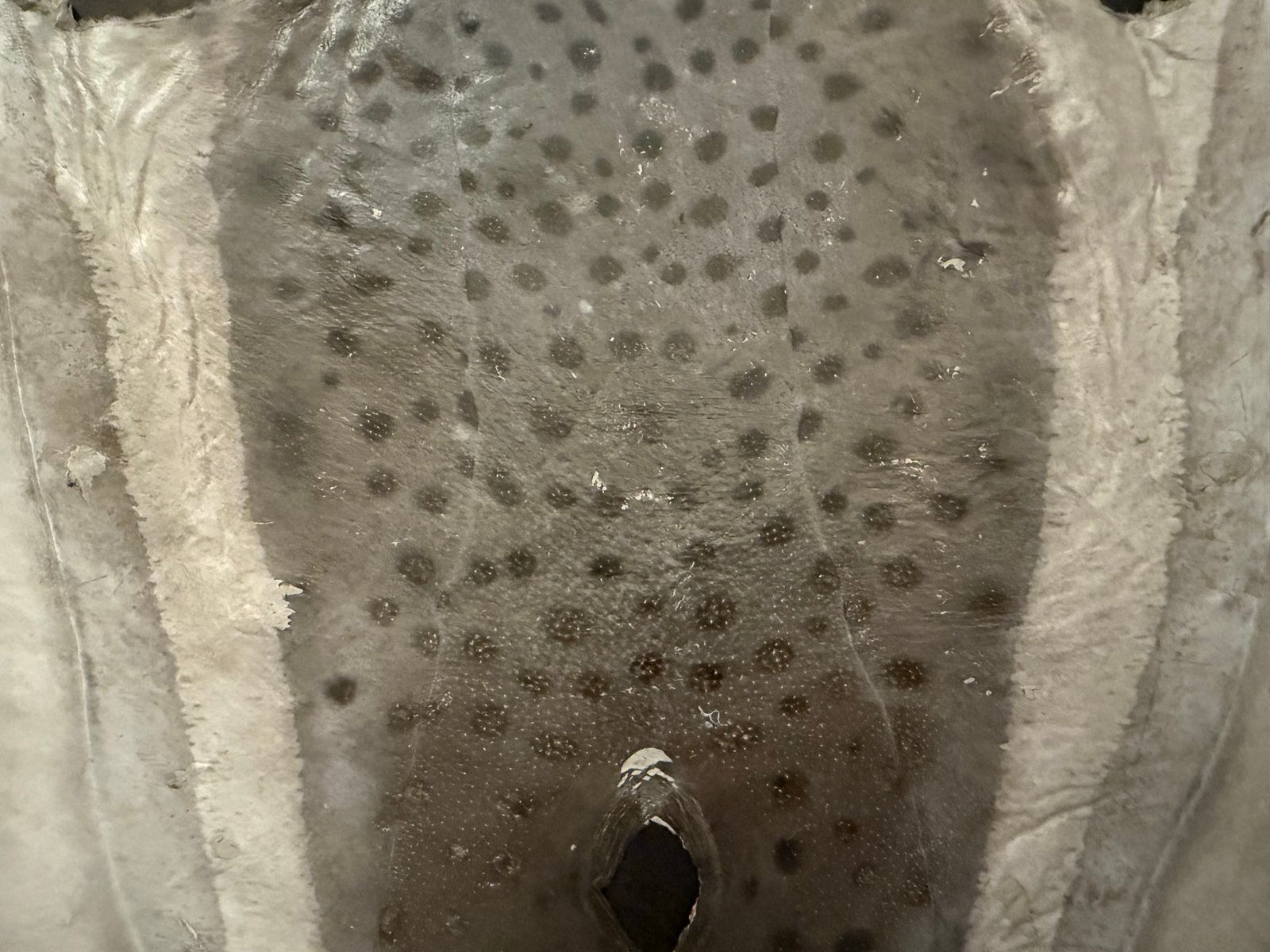 Mersea Media Archive 75