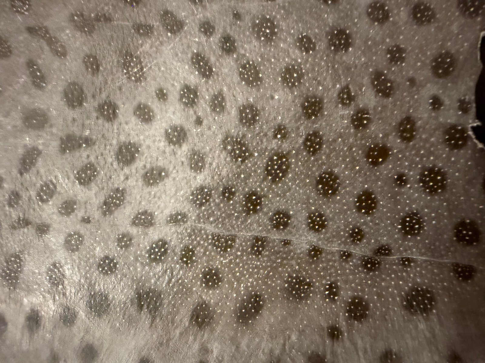 Mersea Media Archive 76