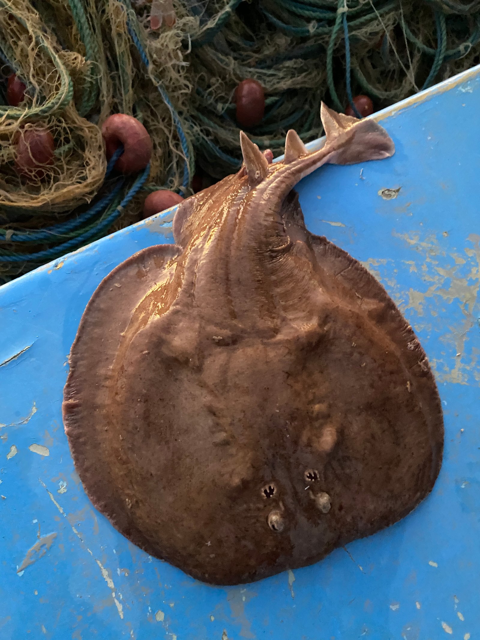 Mersea Media Archive 78