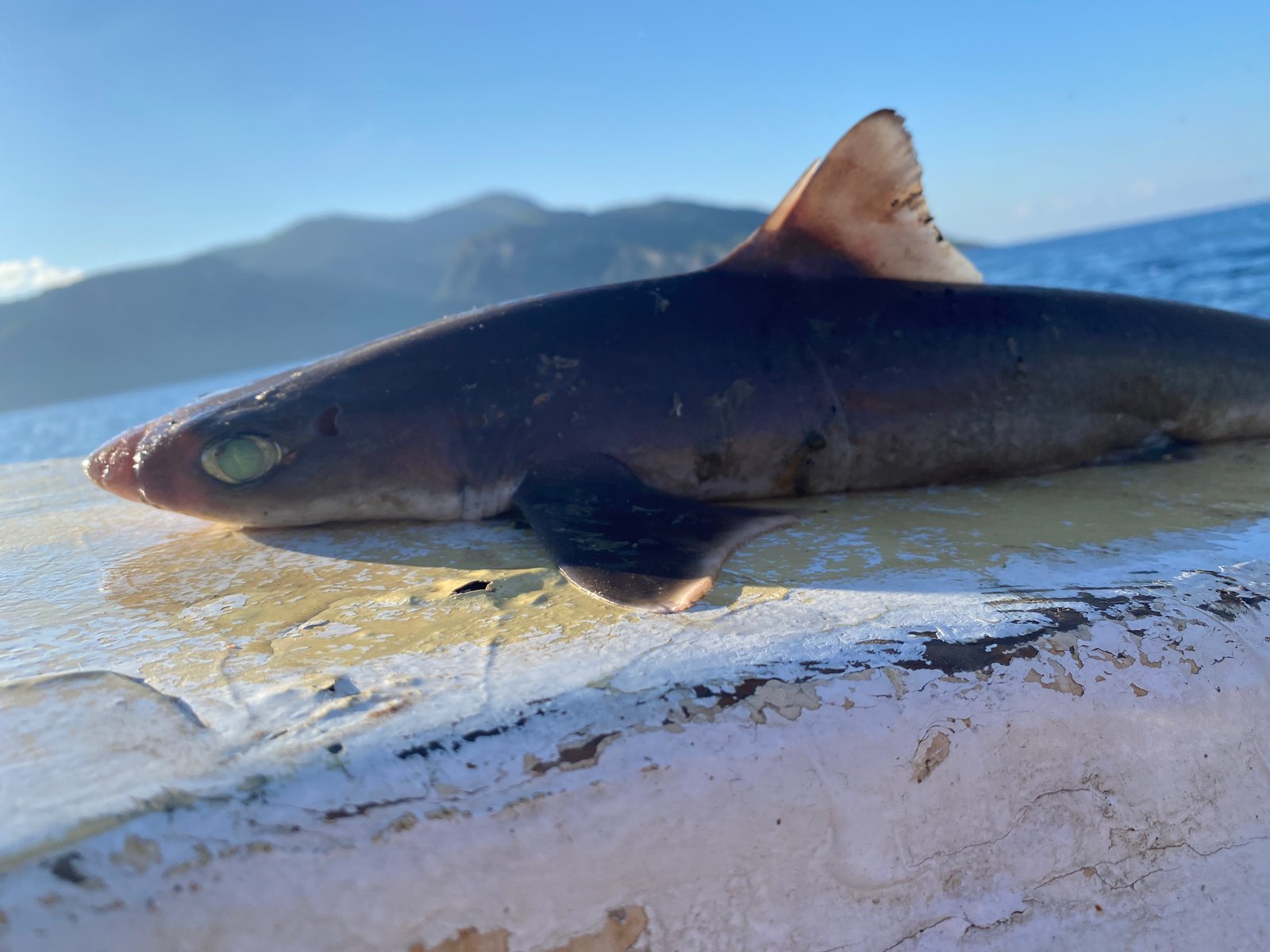 Mersea Media Archive 84