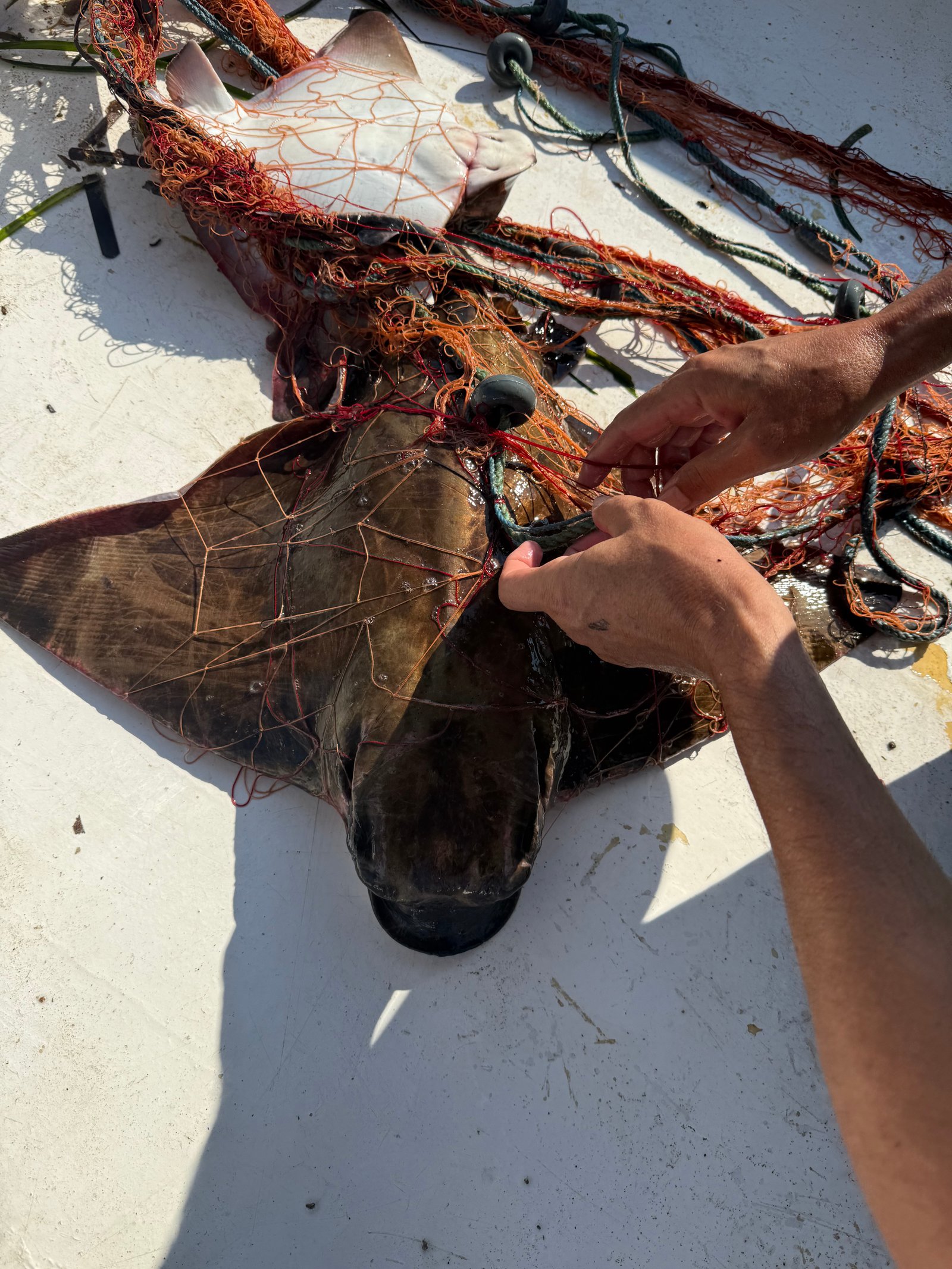 Mersea Media Archive 94