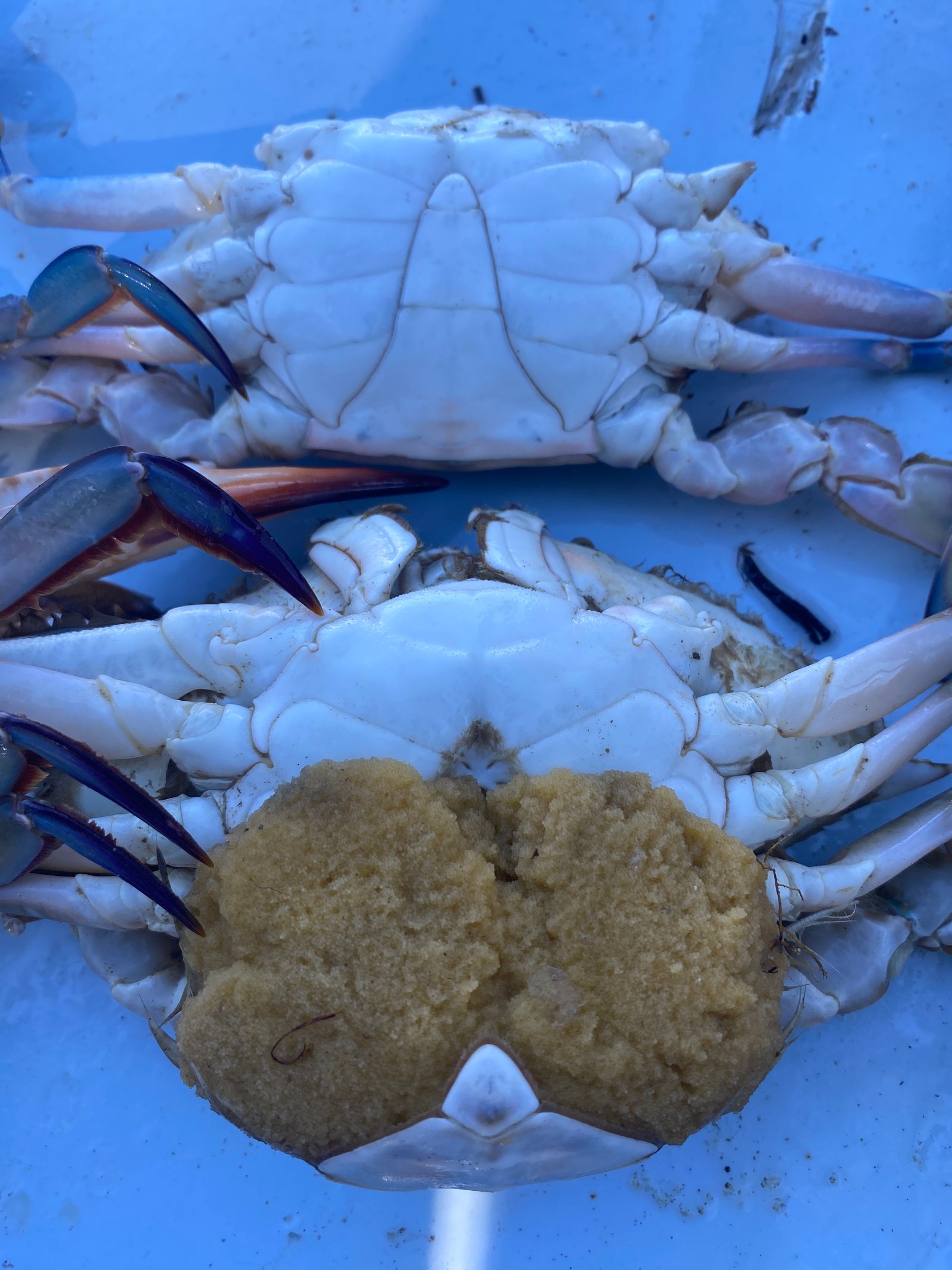 Mersea Media Archive 106